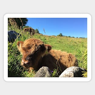 Scottish Highland Cattle Calf 1495 Sticker